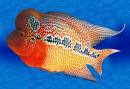 flower horn fish - flower horn fish/cichliden,cichlids