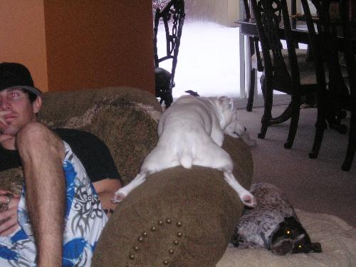 Dogs doing funny things - This is my brother in law's jack russel named Zags. A little tired from playing with all the other dogs on christmas.