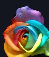 Flowers - Beautiful rose rainbow color