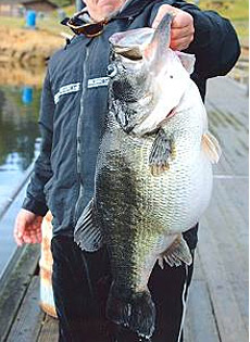 world record bass - I knew that there was a reason to live after i saw this picture..