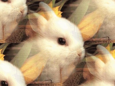 save these cool and beautiful animals - many pepole eat this for taste please stop it and help protect these animal life send it ay one if any body want it look it before and look whom person child u like u easly stop it for eat