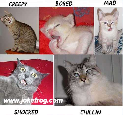 cats - Different Images of different expressions of a cattt