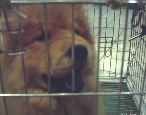 Poor baby - Aw... poor chow-chow is in the kennel. Wonder what he did bad... And now he's making those puppy dog-eyes to release him.