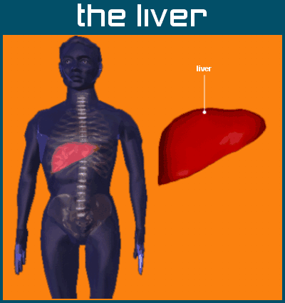 Liver the viatl organ - The vital organ which performs more than 500 fuctions most of which unknown to human till now.....
