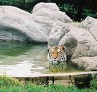 Zoo Inhabitant - Picture of a tiger at the zoo.