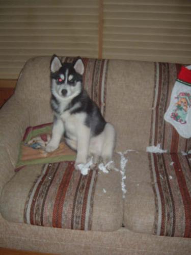 Siberian in Trouble - My 2 month old Siberian Husky, puppy, Lincoln, found some toilet paper. Toilet paper is a great toy.