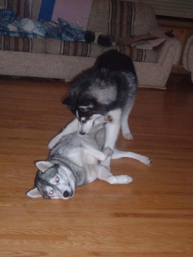 Walk Time! - Lincoln wants to take Auntie Summer for a walk.