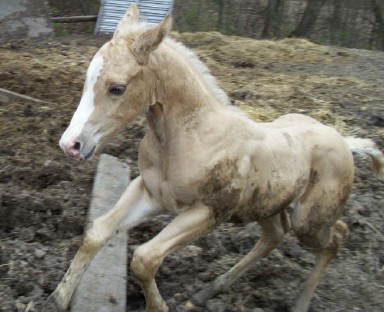 muddy Goldie at 2 weeks - This little mud horsey was only 2 weeks ols here and had his first experience with mud.
