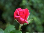 Red rose  - I love red roses