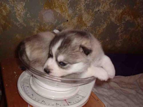 They're so Cute when they're so small! - Being weighed at only a few weeks old.