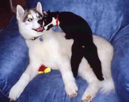 Kodi and his Kitty - Kody and his Kitty, Manz
