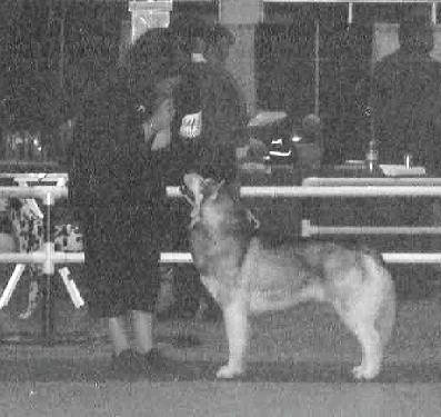 Ice at the Dog Show - In the working group ring.