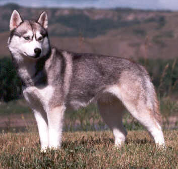Debalys Regal Reba McEntire - My beautiful late Siberian Husky.