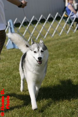 Debalys Summer Holiday - Showing at an outdoor show.