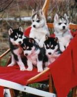 Siberian Husky Puppies on a Sled - A litter of our puppies on a sled.