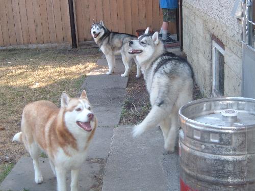 Our 3 Siberians - 3 Siberian Huskies