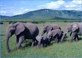 africa - elephants in africa