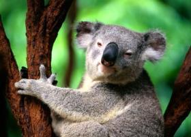 australia - cute koala