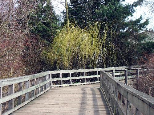 A walk throught park - Mill lake park, Abbotsford BC on a cold spring day