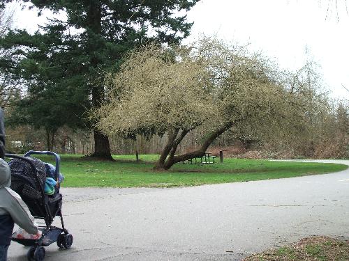 mill lake park - A walk throught the park on a cold spring day