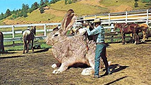 that's a big rabbit - have you ever seen a rabbit that size that's a big rabbit - have you ever seen a rabbit that size