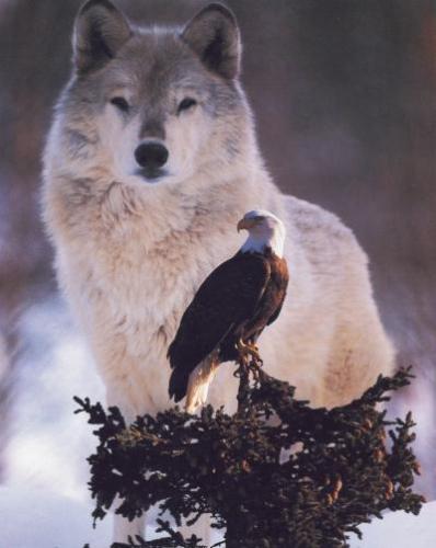 wolf and eagle - the wolf looks after the eagle