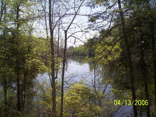 backyard - taken at the backyard of my sisters house somewhere in the south. It has a small lake with lots of trees.