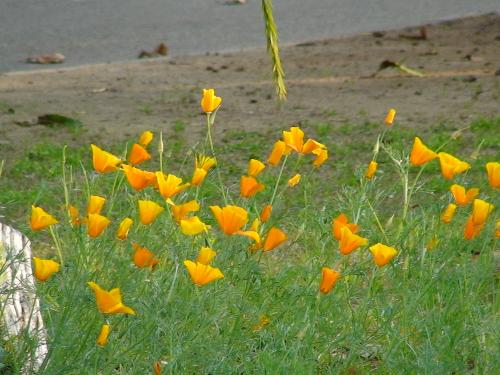 Flowers - A Bed of Birght Yellow FLowers