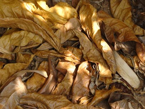 dry leaves - Dry leaves on my backyard. I believe they have a beauty of their own.