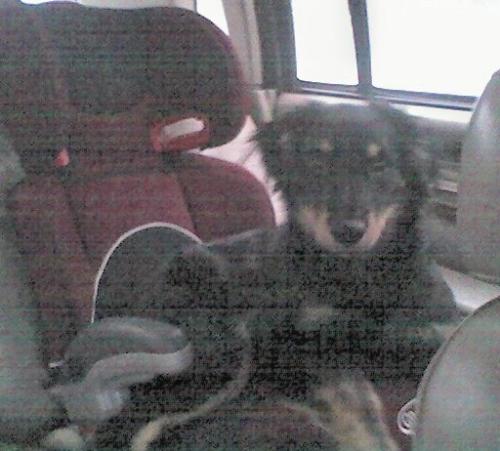 Star - She likes to sit in the car seats when the children arnt in them.