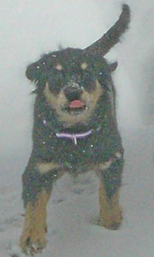 Star - She loves the snow!