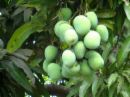 indian mangoes - i love these mangoes with sour and sweet taste.