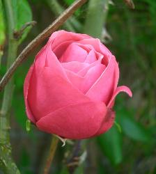 pink rose - i like pink rose symbol of loveee