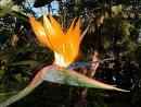 Bird of Paradise - This plant flower also resembles a bird, has bright colors and is fragrant. Perhaps not as striking however as the Parrot Flower.