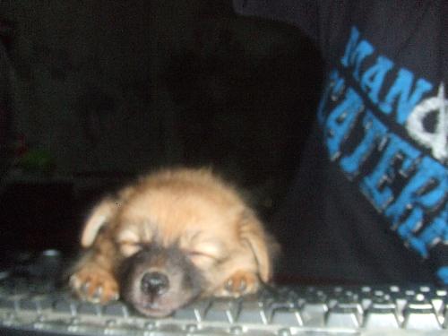another pic of sam sleeping - here's another pic of sam sleeping on my keyboard. ^_^