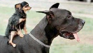 relationship - Even dogs know how to be friends. Why cant humans act like humans and behave better than dogs?