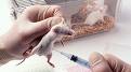 animal experimentation - is it acceptable
