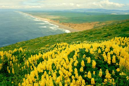california - california - a pretty poster
