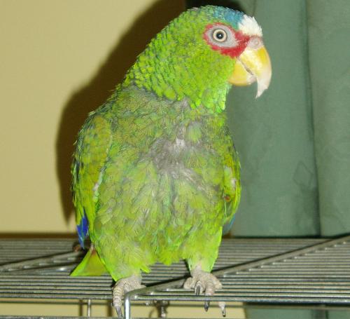 My parrot  - My parrot is a white fronted Amazon.