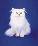 white cat - white cat, fluffy cat