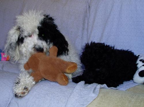 My two poodles  - Secret is black and white. Magic is black.