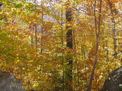 Beautiful Fall colours - The amazing colours of Fall on the way to New Hampshire, Oct '06