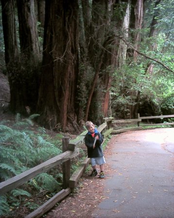 Muir Woods -  Marin