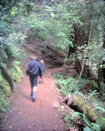 Muir Woods - Marin County