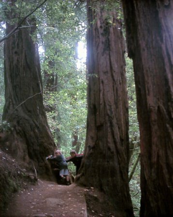 Muir Woods - Marin County