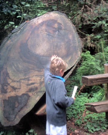 Muir Woods - Marin County