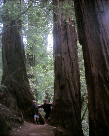 Muir Woods - Marin County