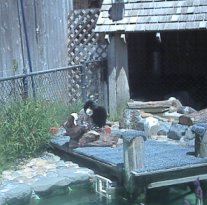 Terwilliger Wildcare center - Marin County