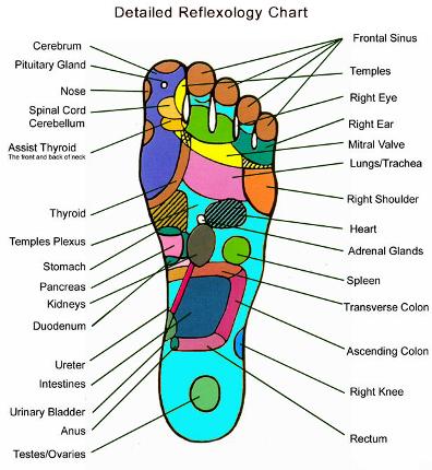 Reflexology Foot Chart - This Reflexology Foot Chart shows the different areas of the human body effected by presure points in the foot.