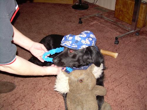 colts fan - Our animals are huge Indianapolis Colts fans
